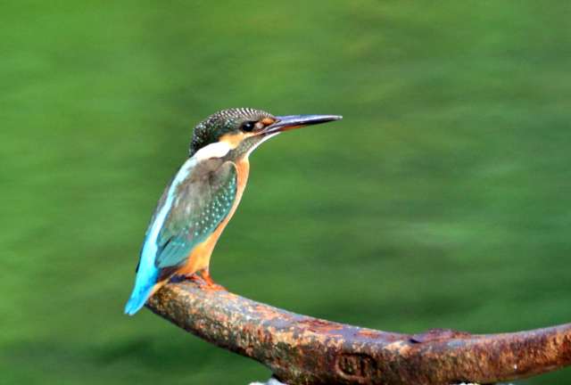 Common Kingfisher 1.jpg