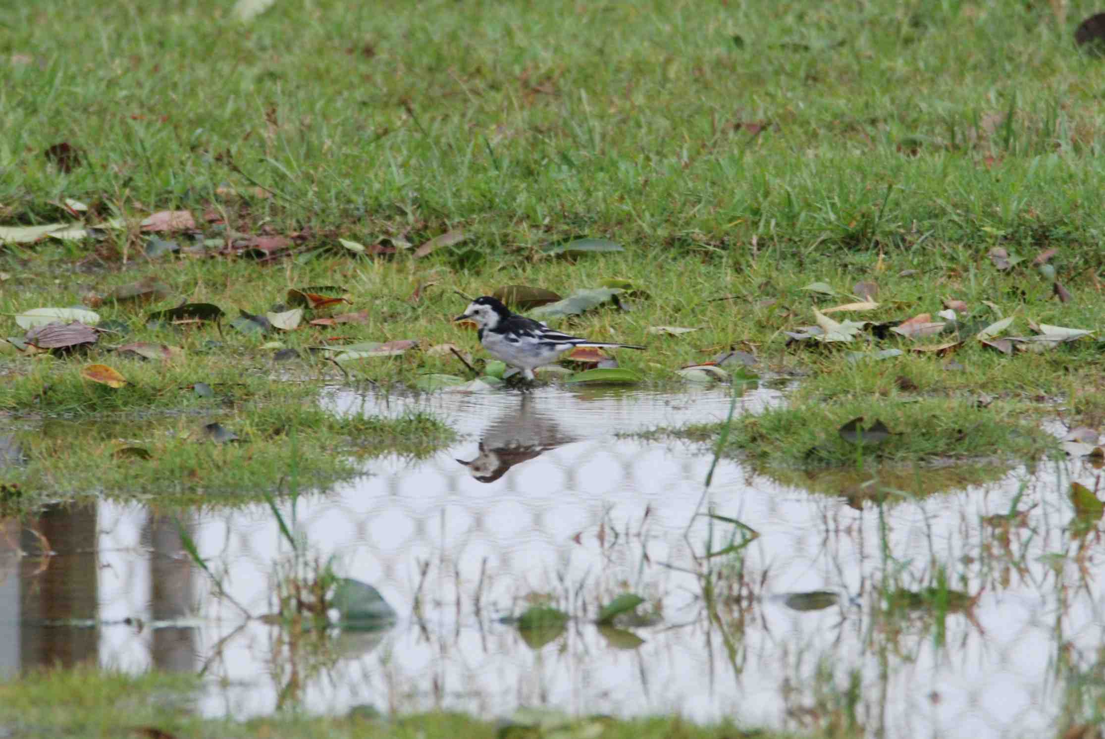 White Wagtail (10a).jpg