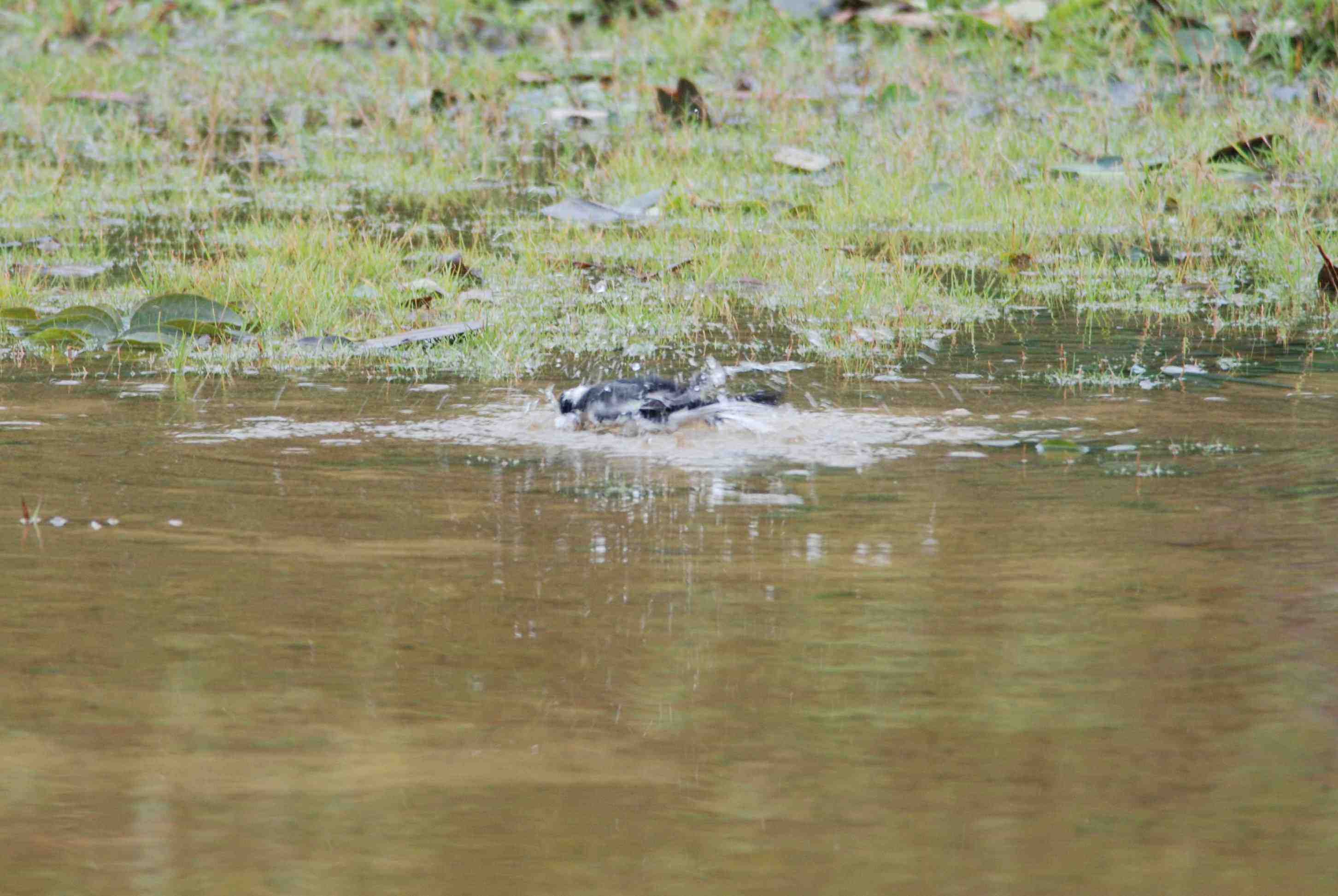 White Wagtail Showering (8a).jpg