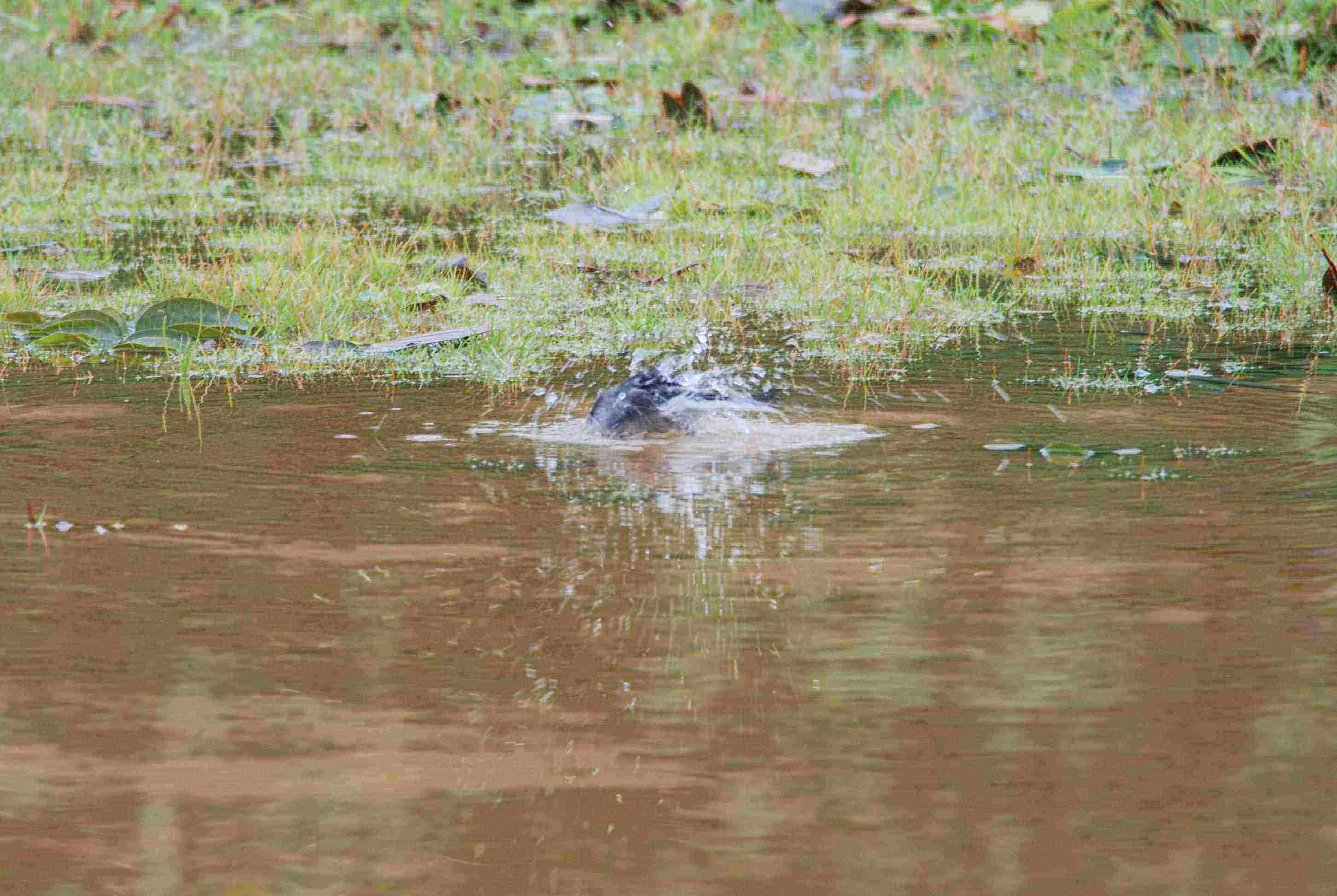 White Wagtail Showering (14a).jpg