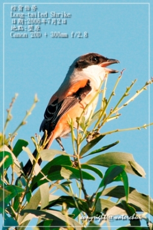 long_tailed_shrike_8.jpg