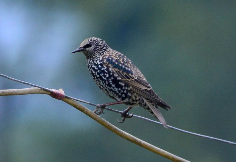 Common Starling.jpg