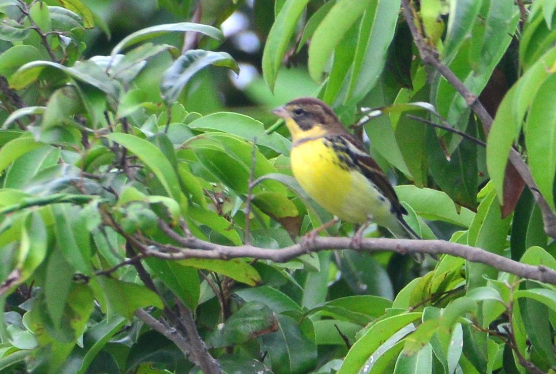 Yellow-breasted Bunting.jpg