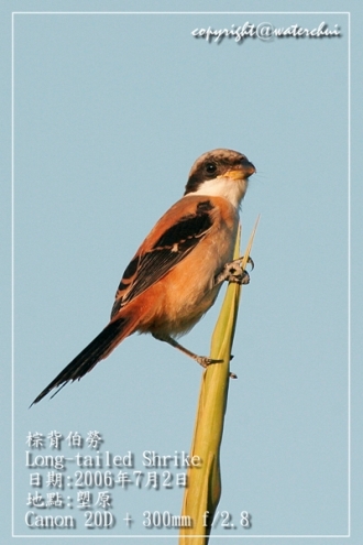 long_tailed_shrike_7.jpg