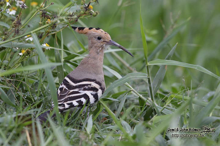 Hoopoe_Dec4_jgh_01.jpg