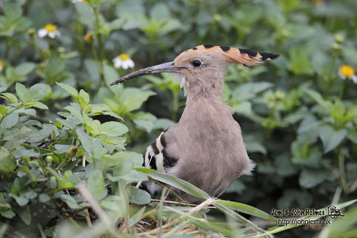 Hoopoe_Dec4_jgh_02.jpg