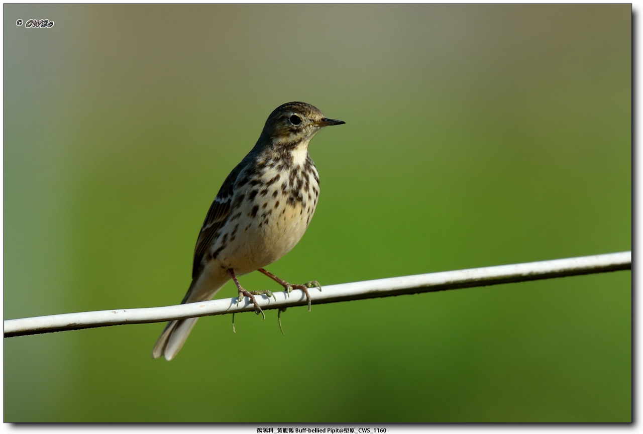 鶺鴒科_黃腹鷚 Buff-bellied Pipit@塱原_CWS_1160a.jpg