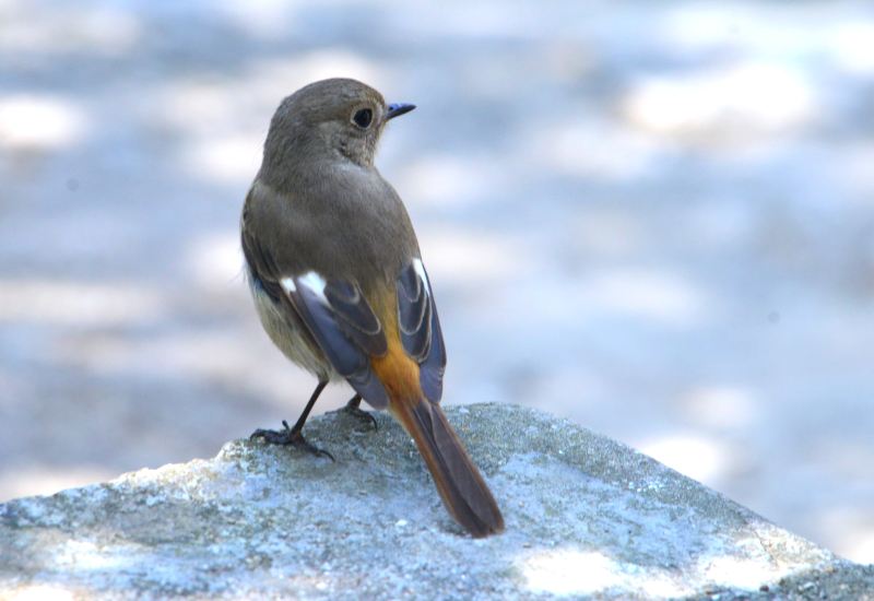 Daurian Redstart Female (3) .jpg