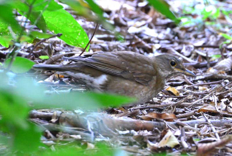 Pale Thrush.jpg