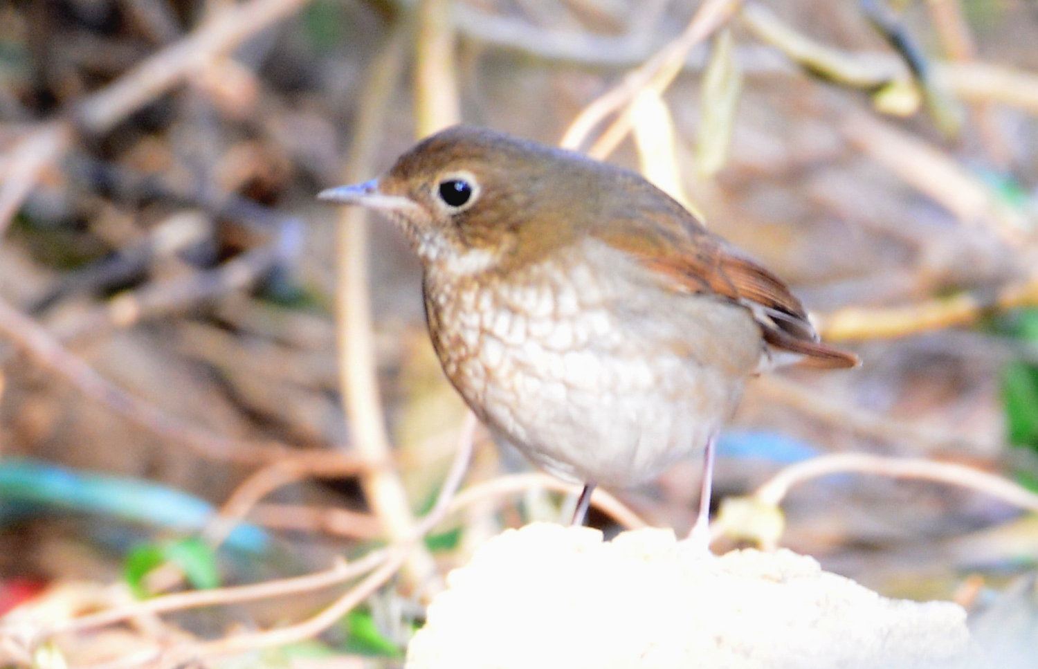 Rufous-tailed Robin.jpg