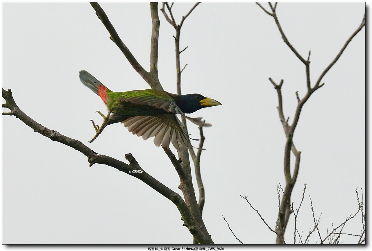 鬚鴷科_大擬鴷 Great Barbet@嘉道理_CWS_9601a.jpg