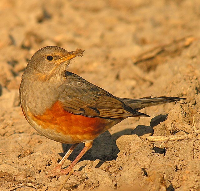 grey-backed thrush.maleDSCN4049.jpg