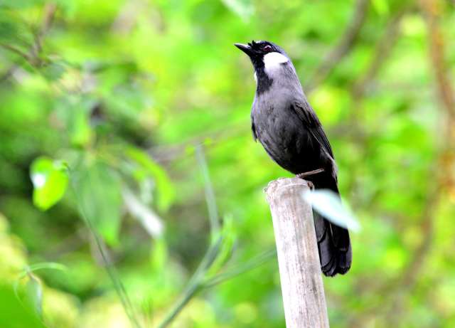 Black-throated Laughing Thrush 2.jpg