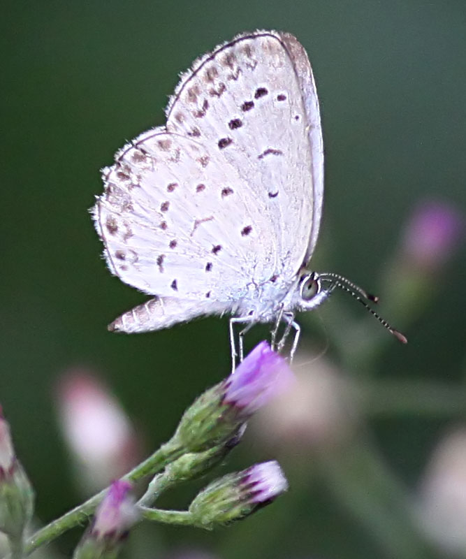 Pale Grass Blue.jpg