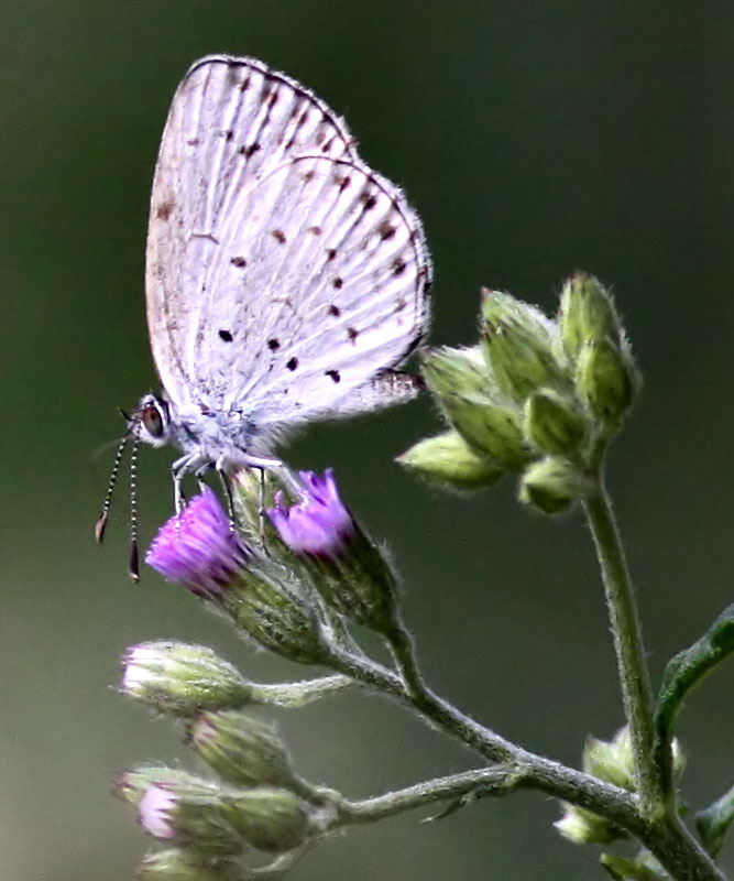 Pale Grass Blue 2.jpg