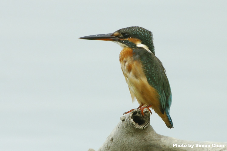 Common Kingfisher_1.jpg