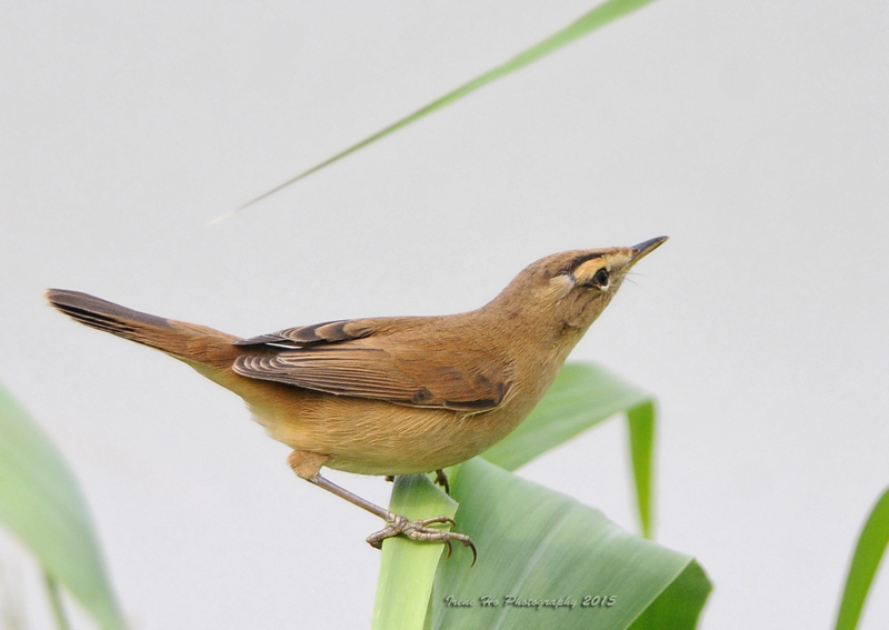 Black-browed Reed WarblerA.jpg