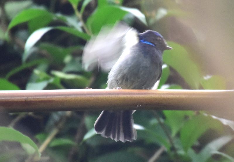 Small Niltava (male) 2.jpg