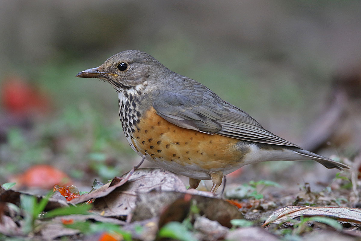 Grey-backed Thrush 875A4015.jpg