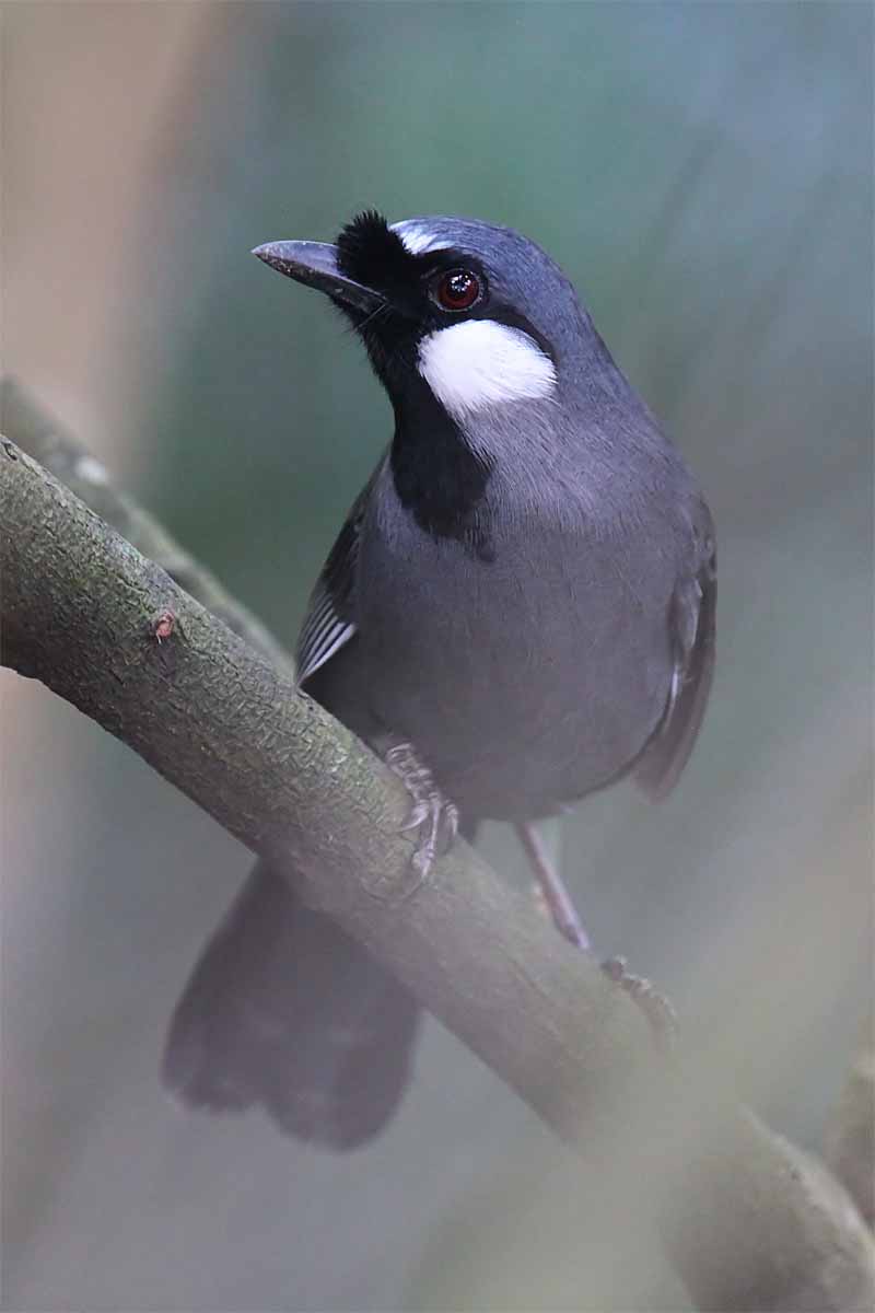 Black throated Laughing Thrush 1.jpg