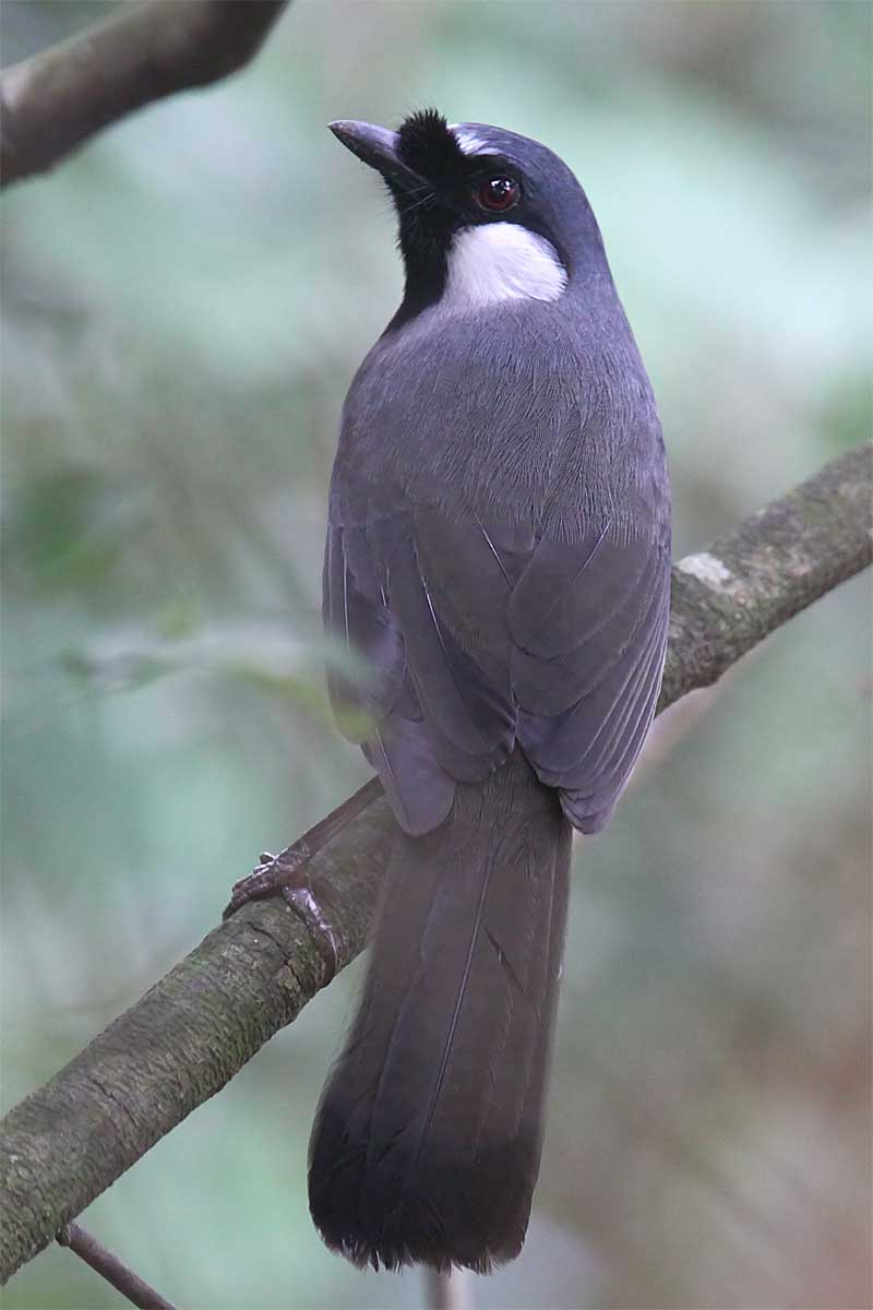 Black throated Laughing Thrush 2.jpg