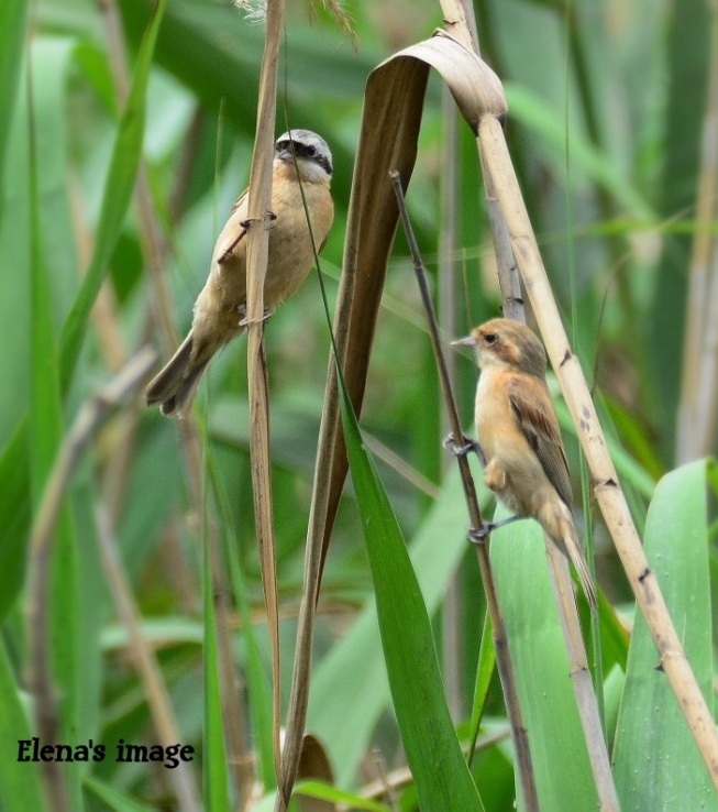 Chinese Penduline Tit.JPG