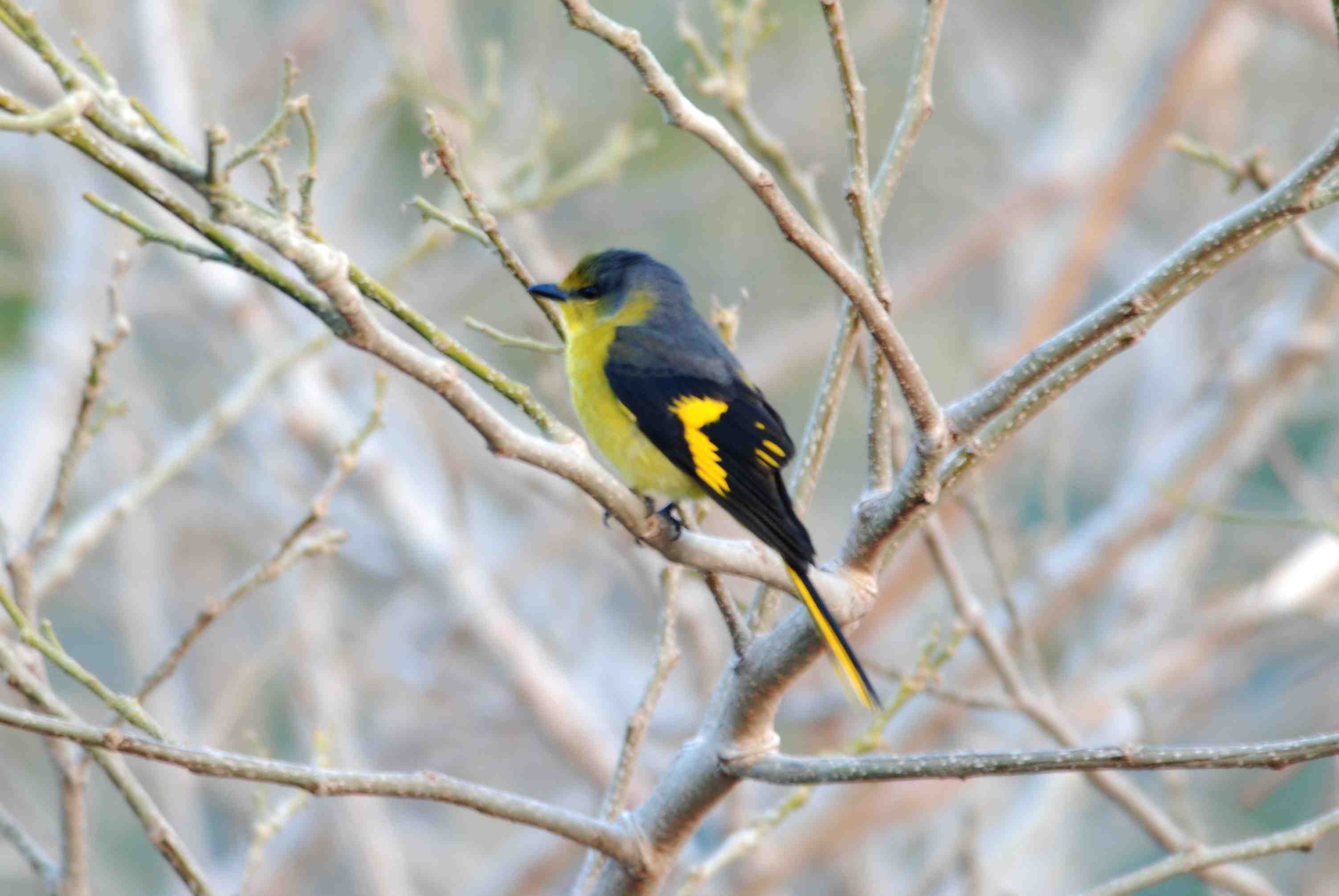 Short-Billed Minivet 1.jpg