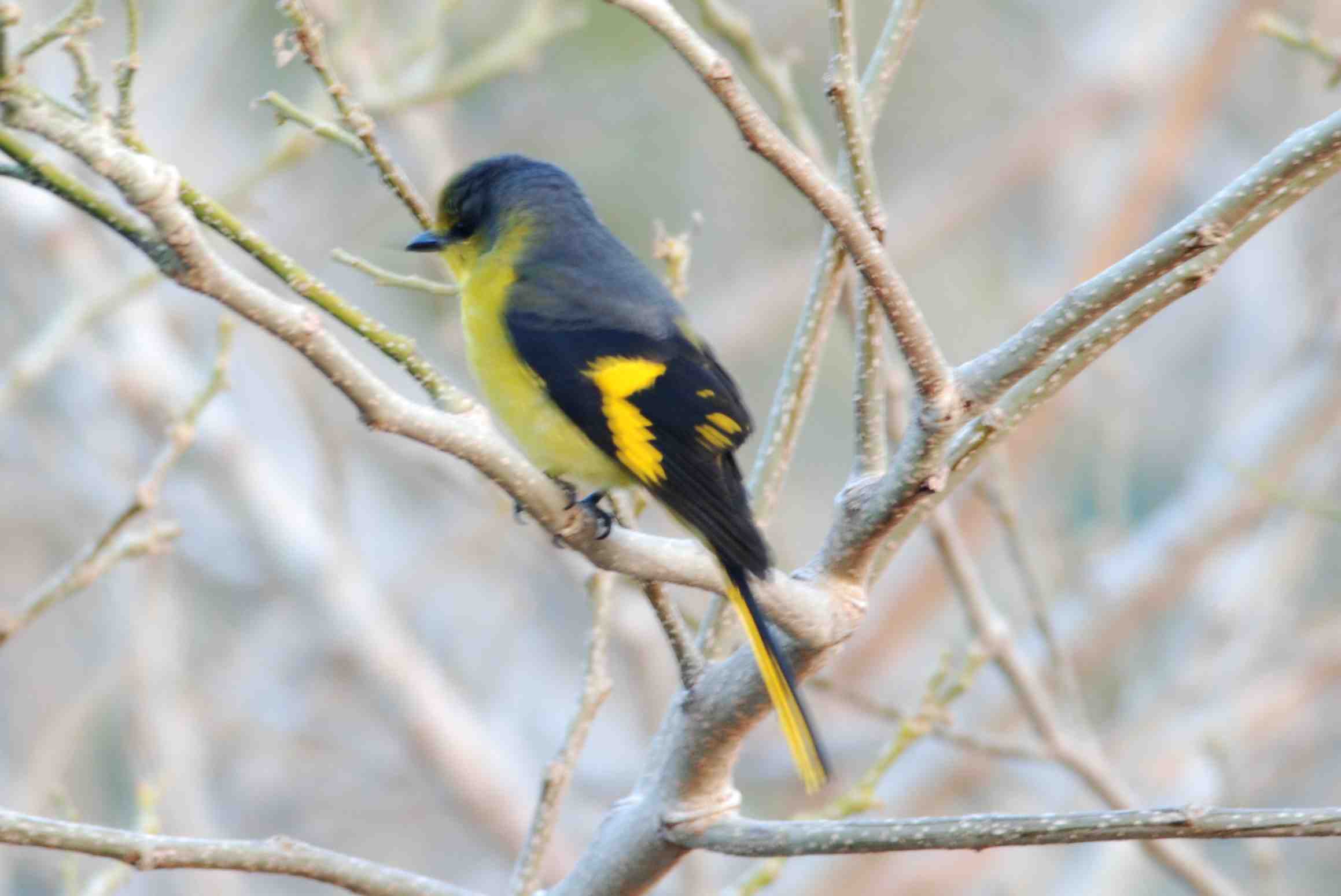 Short-Billed Minivet 2.jpg