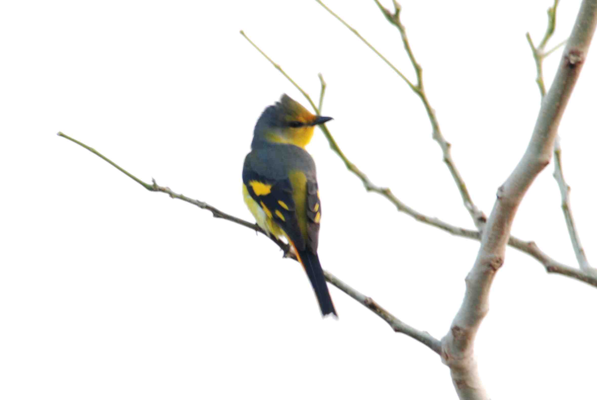 Short-Billed Minivet 4.jpg