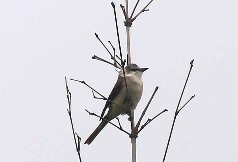 Swinhoe's Minivet a.jpg