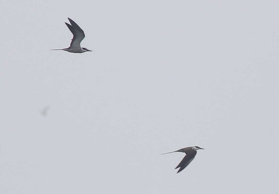 Bridled Tern 1a.jpg