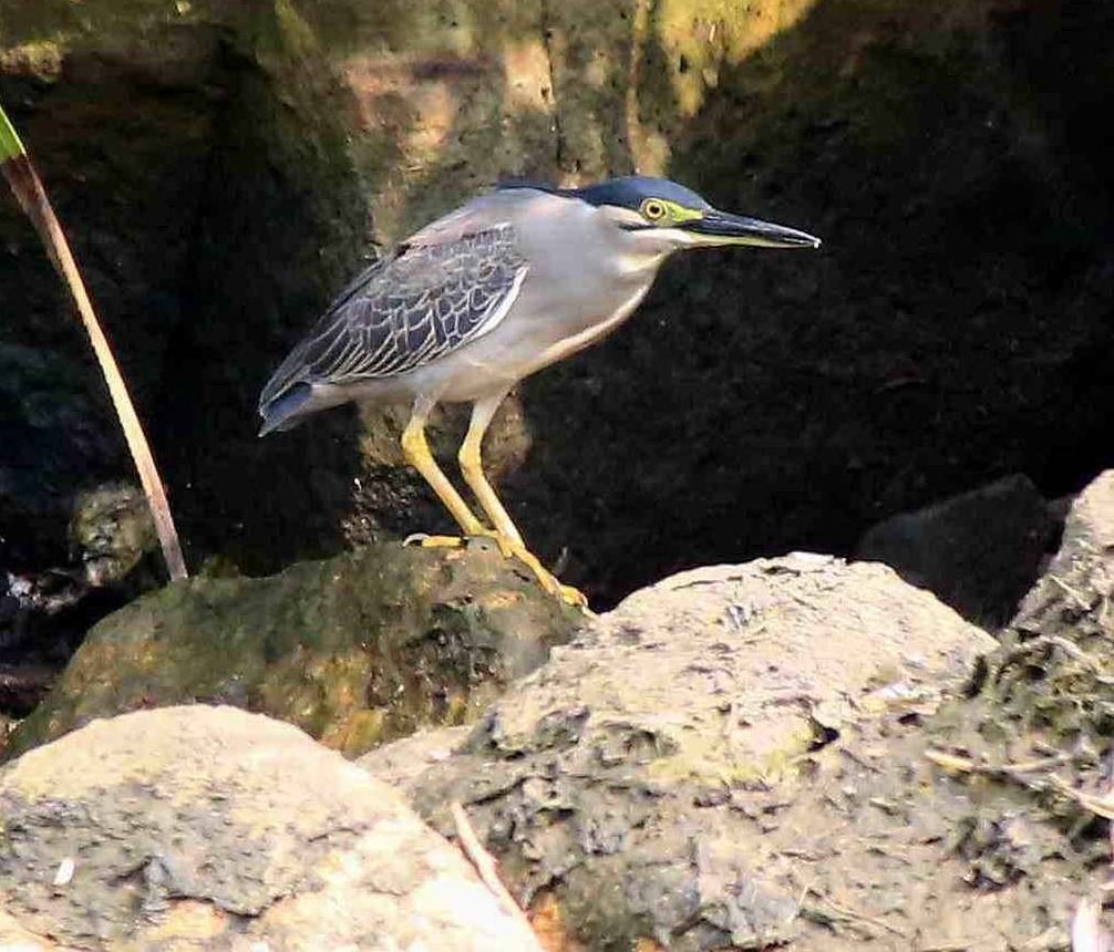 Striated Heron a.jpg