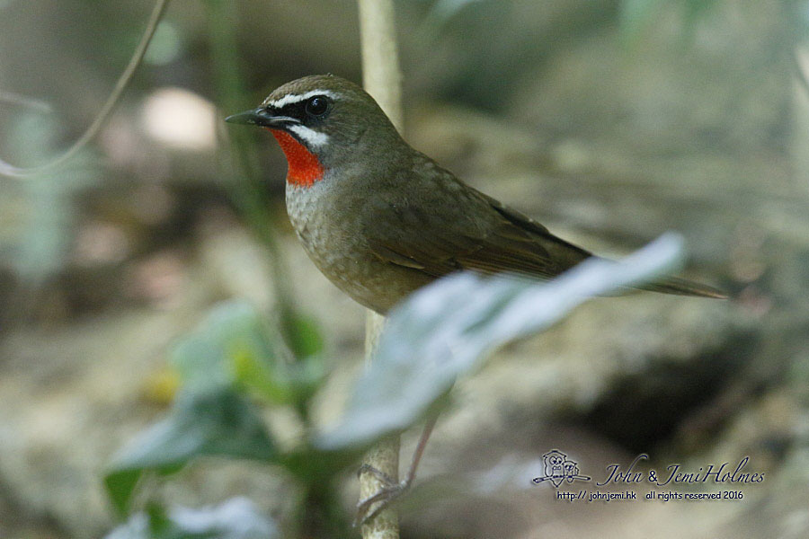 Rubythroat_9109.jpg