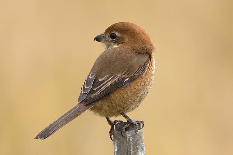 Bull-headed-shrike-2.jpg