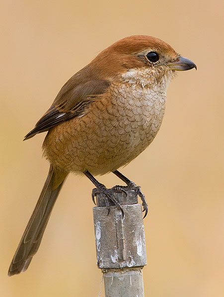 Bull-headed-shrike.jpg