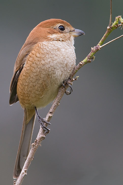 Bull-headed-shrike-5.jpg