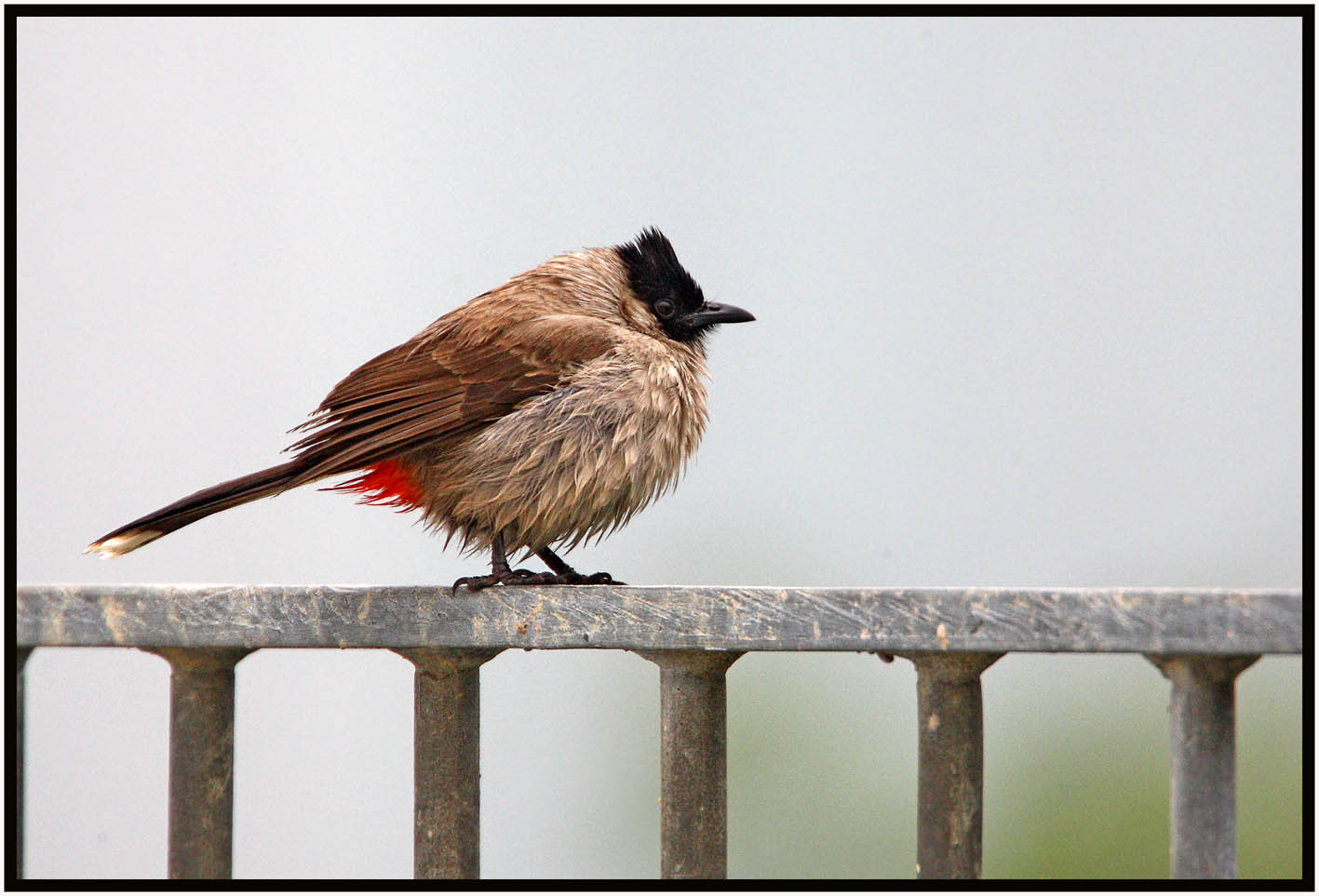 Red-vented Bulbul.jpg