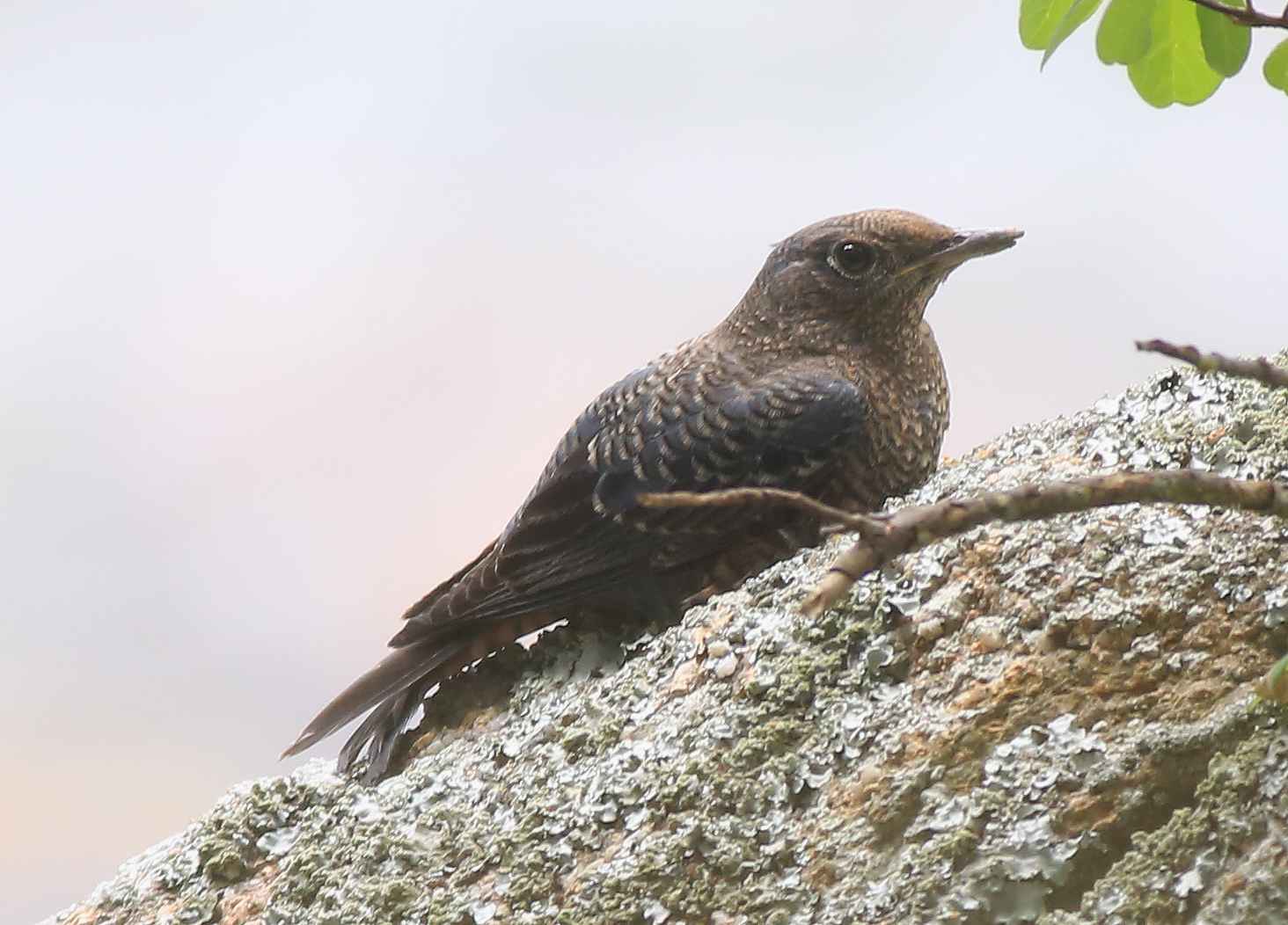 Blue Rock Thrush (f) 4a.jpg