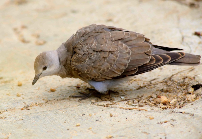 Red Turtle Dove (f)a.jpg