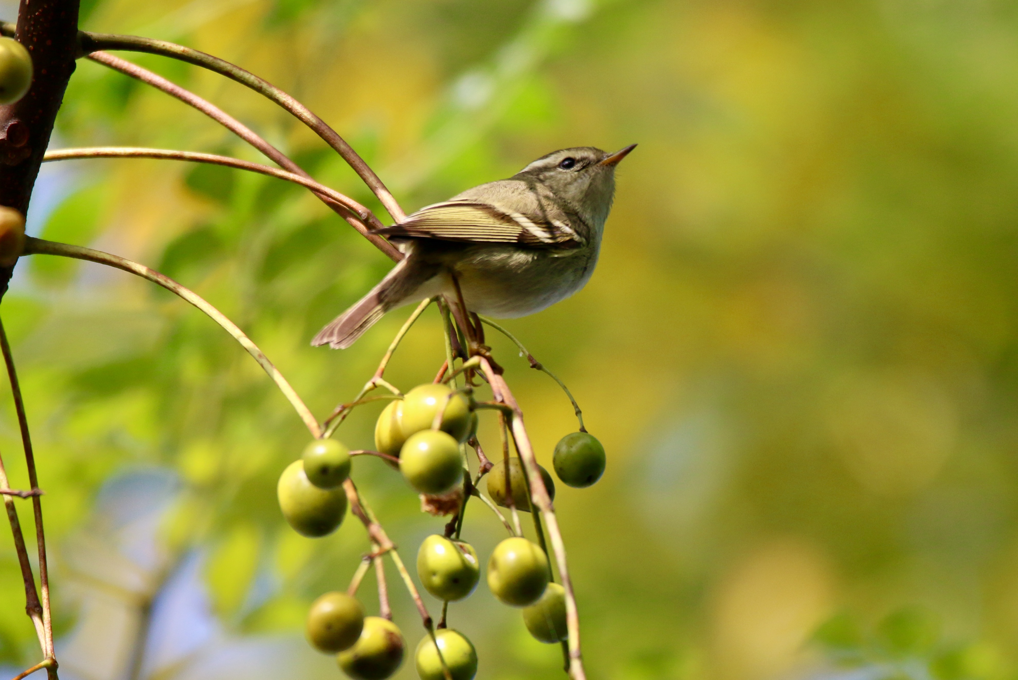 Yellow-browed Warbler.jpg