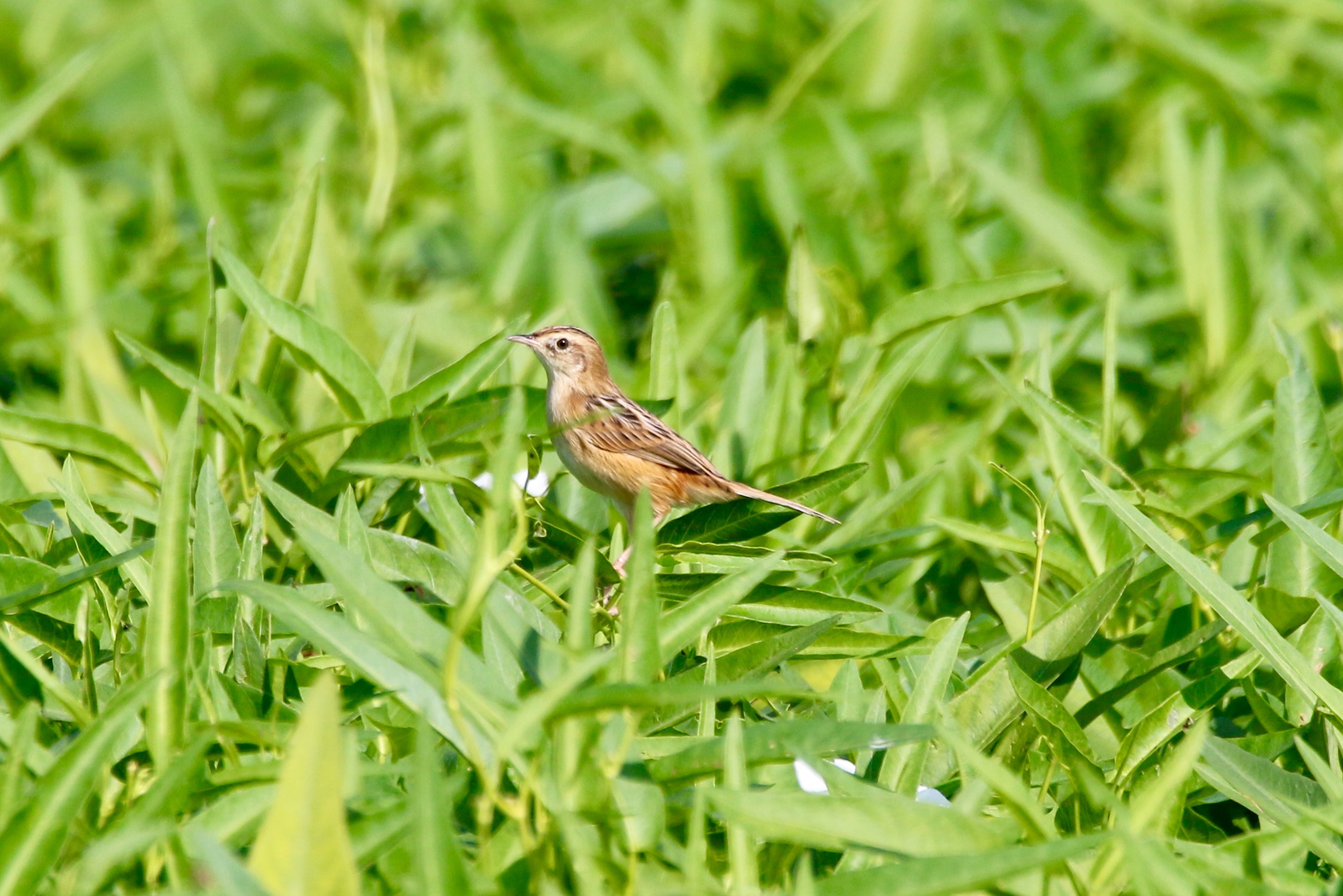 Zitting Cisticola.jpg