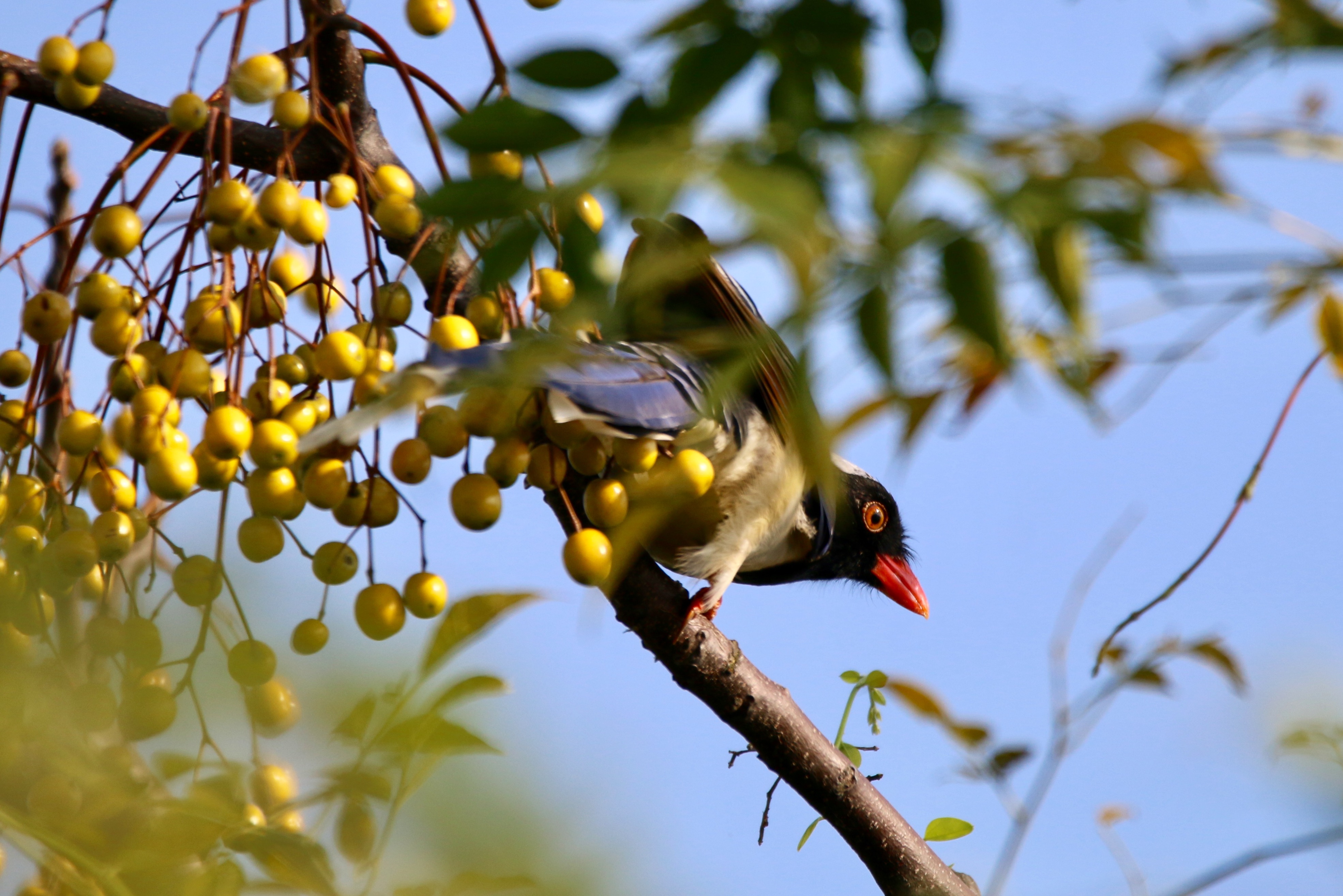 Blue Magpie.jpg