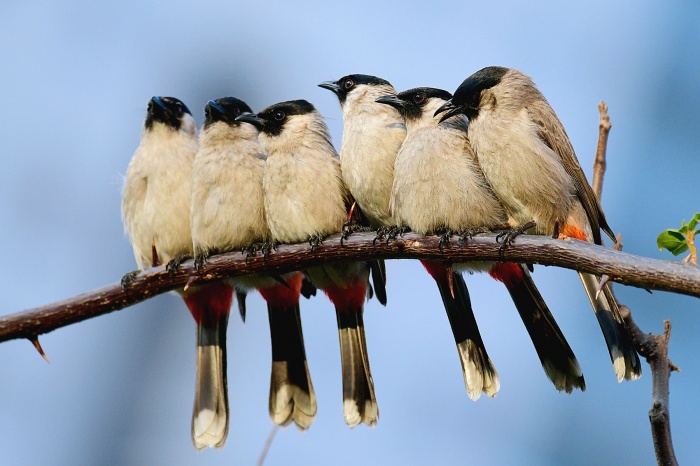 scooty-headed bulbul003.jpg