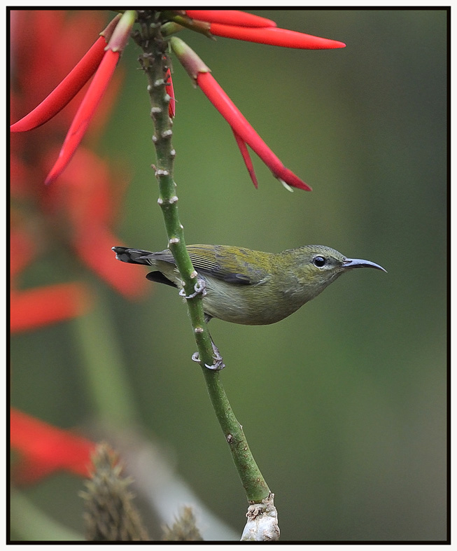 叉尾太陽鳥 (Fork-tailed Sunbird – Female).jpg