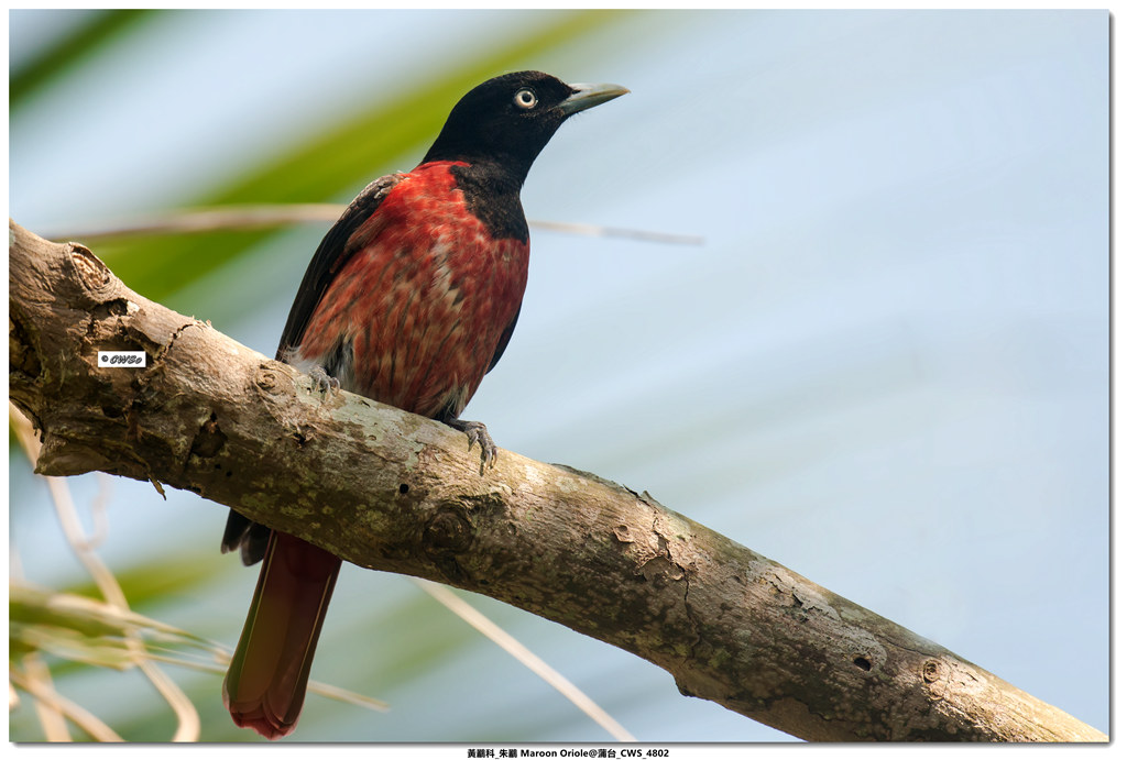 黃鸝科_朱鸝 Maroon Oriole@蒲台_CWS_4802_副本.jpg