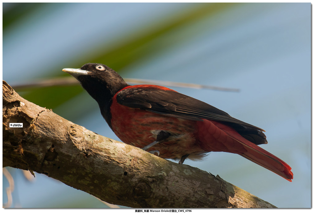 黃鸝科_朱鸝 Maroon Oriole@蒲台_CWS_4796_副本.jpg