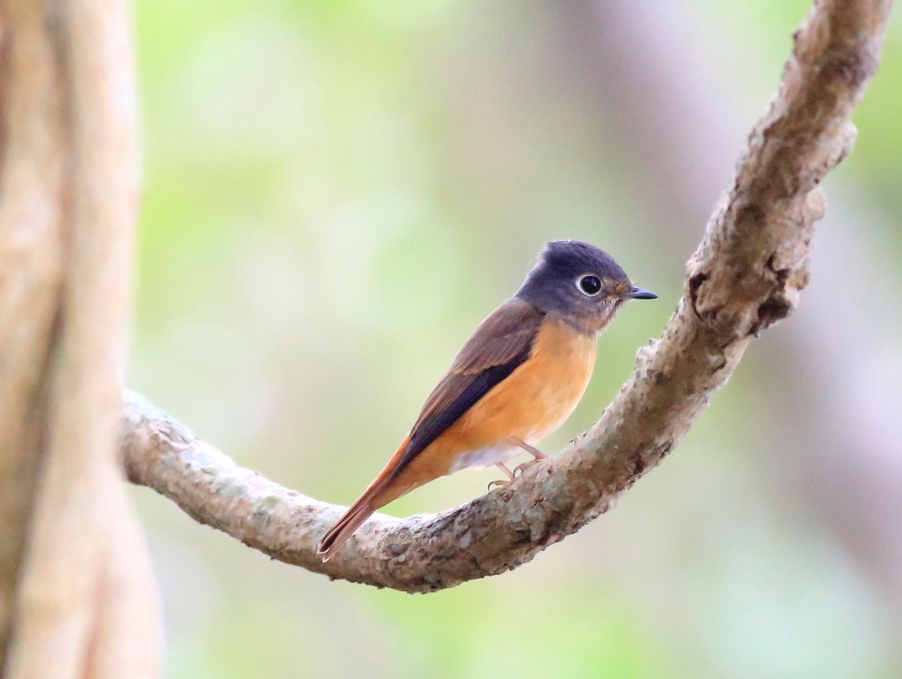 Ferruginous Flycatcher 6a.jpg