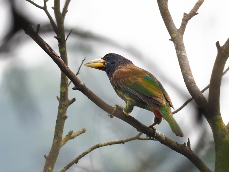 GreatBarbet2.jpg