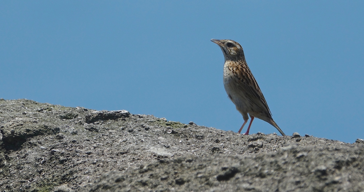 DSC06584 Upland Pipit @ Sunset Peak.JPG