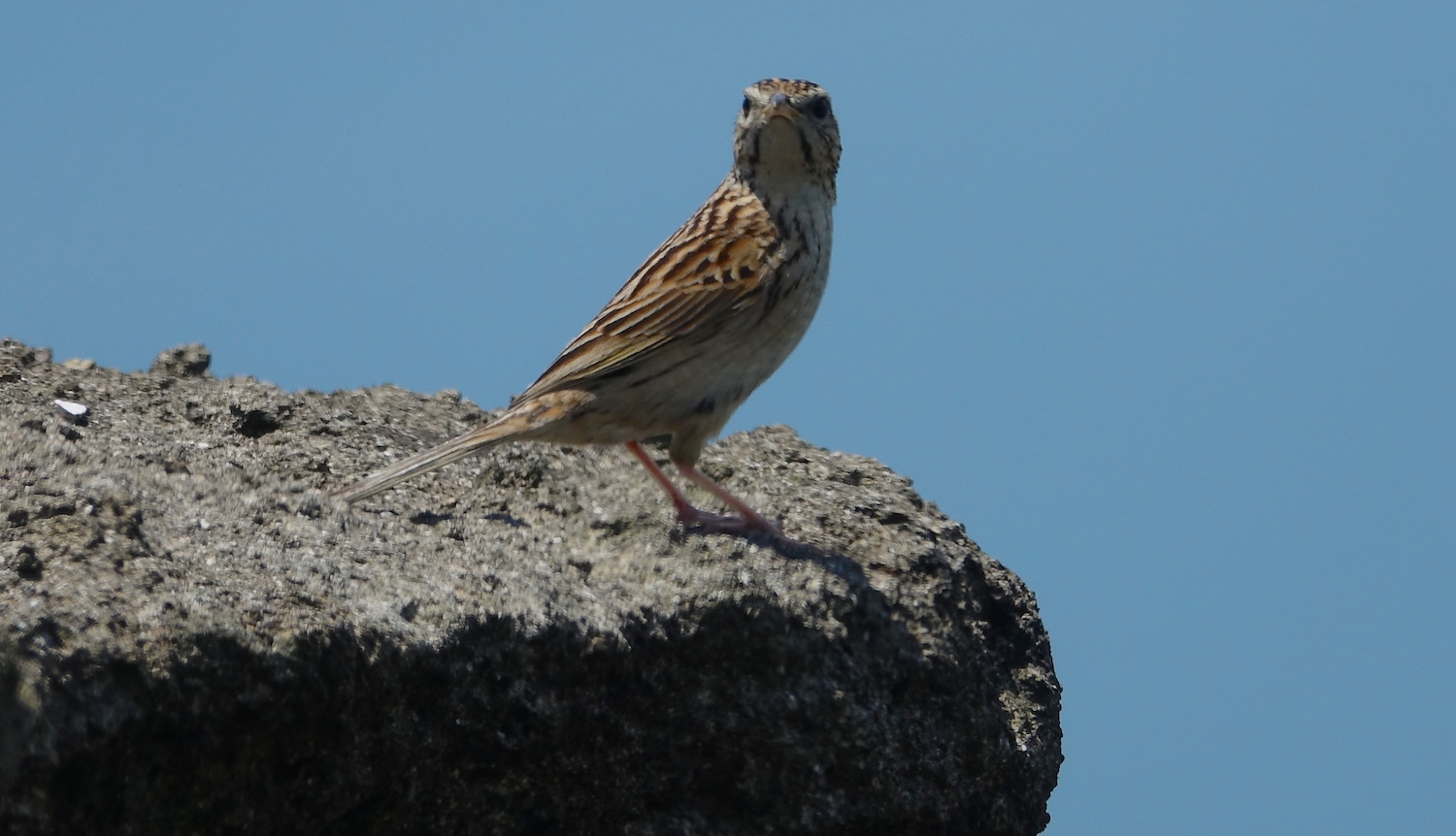 DSC06581 - Upland Pipit @ Sunset Peak.JPG